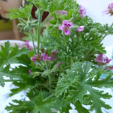 Citronella Geranium Live Herb Plant, 5-9 Inch Tall, 4 Inc Pot