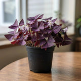 Purple Shamrock Oxalis Live Plant, 4-7 Inch Tall, 4 Inch Pot