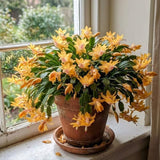 Yellow Christmas Cactus Live Plant, 3 Inch Pot, 2 Plants Per Pot