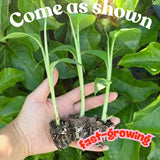 3 Banana Trees Plants Live, Fast Growing Tree, 3-5 Inch Tall