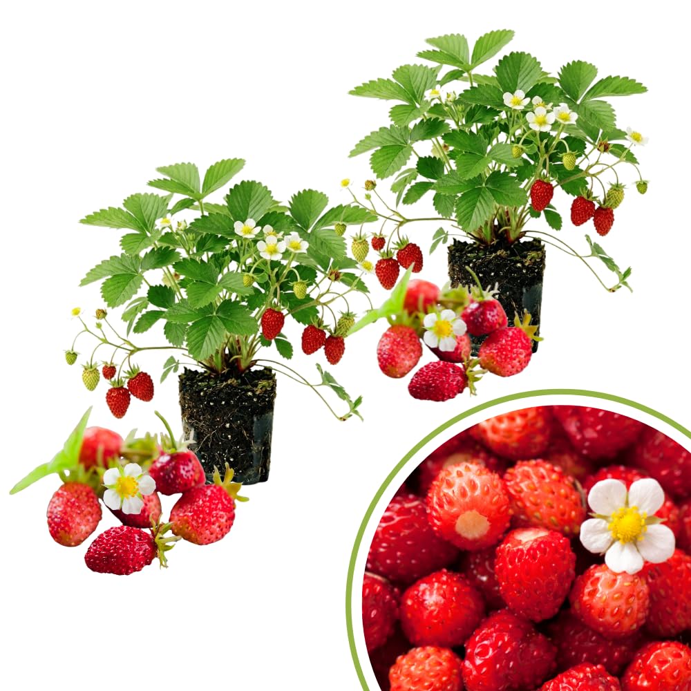 2 Red Strawberry Live Plants, Berry Plant, 3-5 Inch Tall, 3 Inch Pot