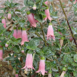 Pink Fuchsia Flower Plant Live, Vibrant Flower, 4-8 Inch Tall in 5 Inch Pot