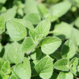 Oregano Herb Live Plant, Garden Herb Plant, 4-6 Inch Tall, 3.5 Inch Pot
