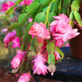 Pink Christmas Cactus Plant Live, 4-6 Inch Tall