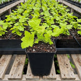 White Thimbleberry Live Plant, Berry Fruit Plant, 3-4 Inch Tall, 5 Inch Pot