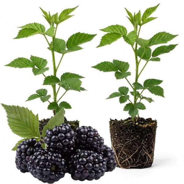2 Ouachita BlackBerry Plants Live, Fruit Bush, 4-7 Inch Tall