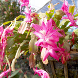 Light Pink Christmas Holiday Cactus Plant Live, Indoor Plant