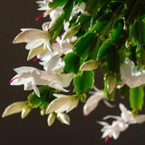 White Christmas Live Holiday Cactus Plant, Tropical Houseplant