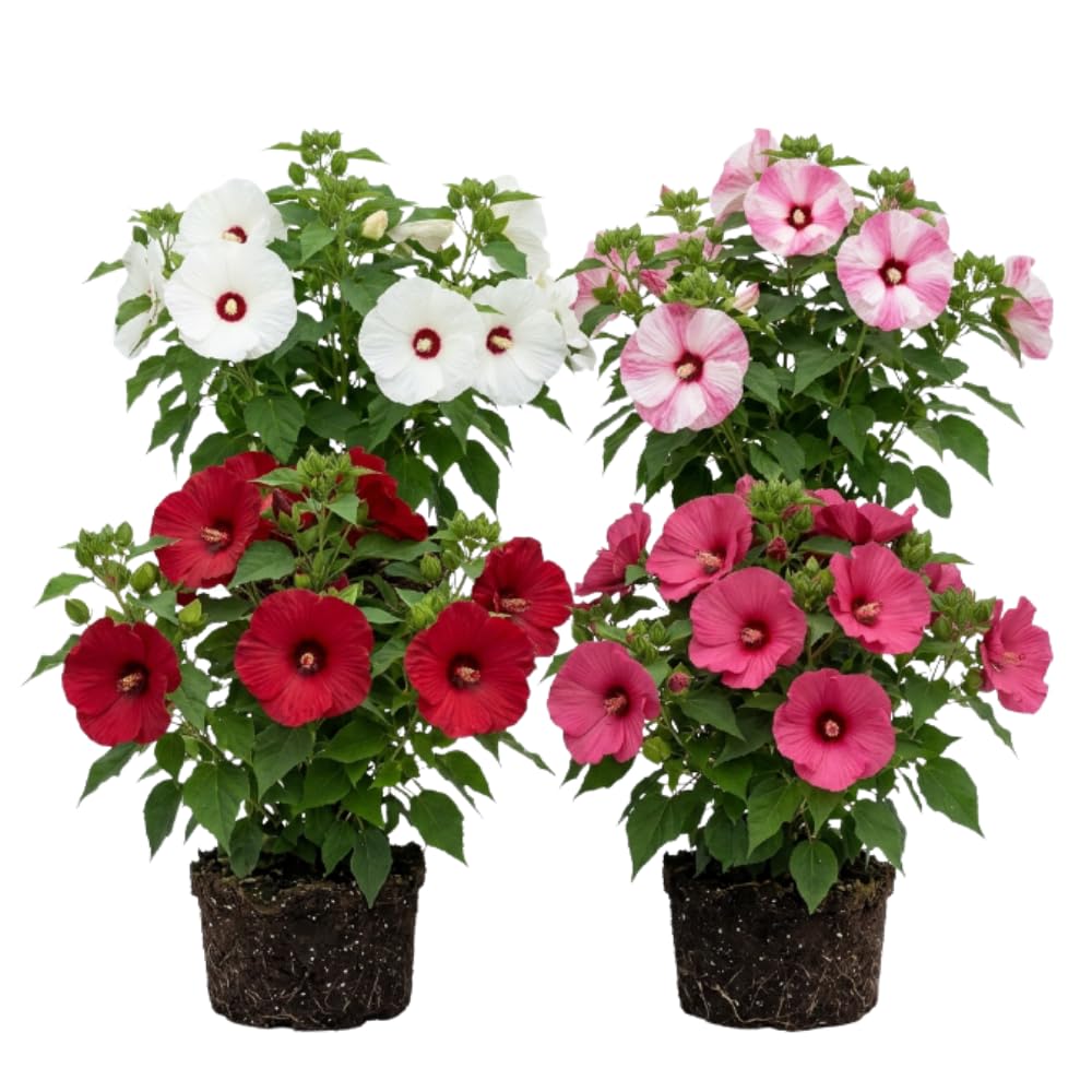 2 Mixed Hibiscus Live Plants, Vibrant Bloom Plant, 7-9 Inch Tall