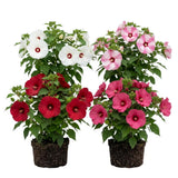2 Mixed Hibiscus Live Plants, Vibrant Bloom Plant, 7-9 Inch Tall