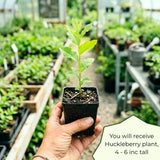 Huckleberry Live Plant, Edible Berry Plant, 3-5 Inch Tall, 4 Inch Pot