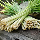 4 Lemongrass Plants Live, Herb Stalks Plant