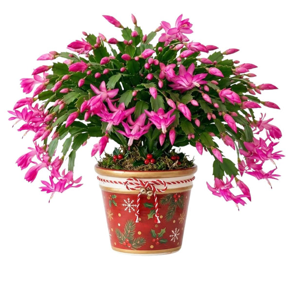 Pink Christmas Cactus Live Plant, Holiday Cactus, 4-6 Inch Tall