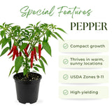 Pepper Plant Live, Chili Plant, 6-9 Inch Tall, 4 Inch Pot
