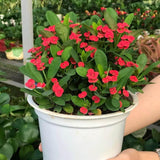 Red Crown of Thorns Live Plant, Potted Cactus Plant, 4 Inch Pot