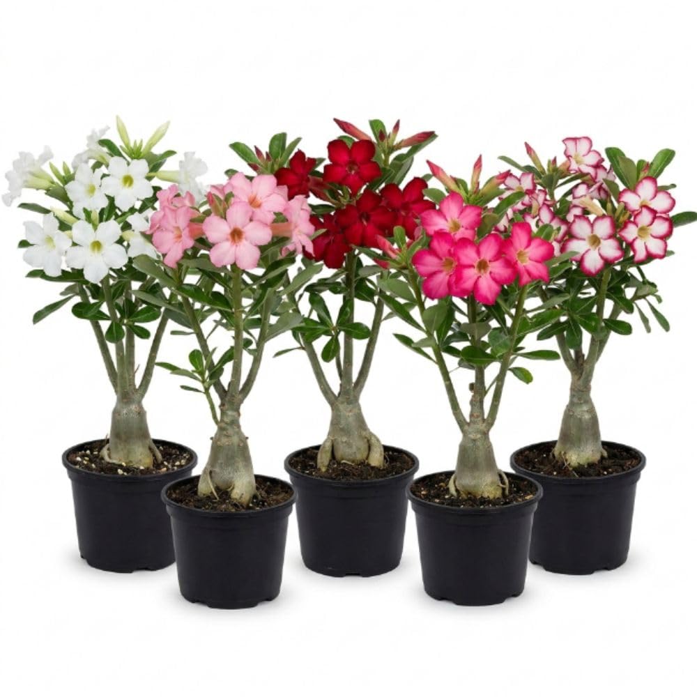 Pack 2 Mix Desert Rose Plants, 3-5" Tall, 2" Pot