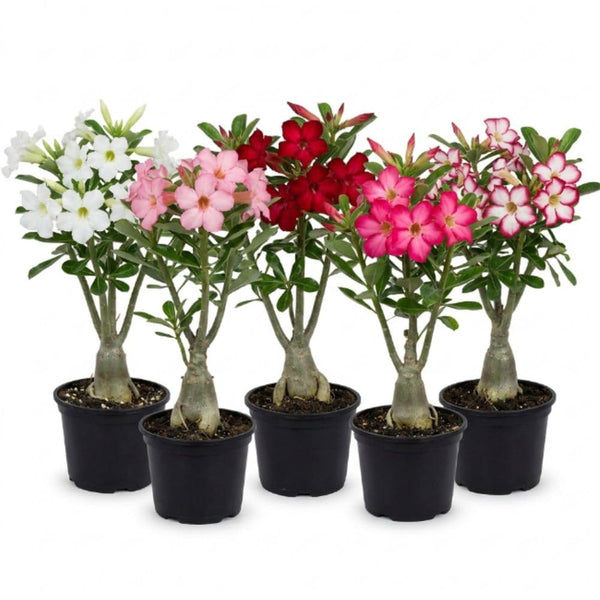 Pack 2 Mix Desert Rose Plants, 3-5" Tall, 2" Pot