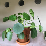 Pilea Money Live Plant, Well-Rooted Houseplant, 3 Inch Pot