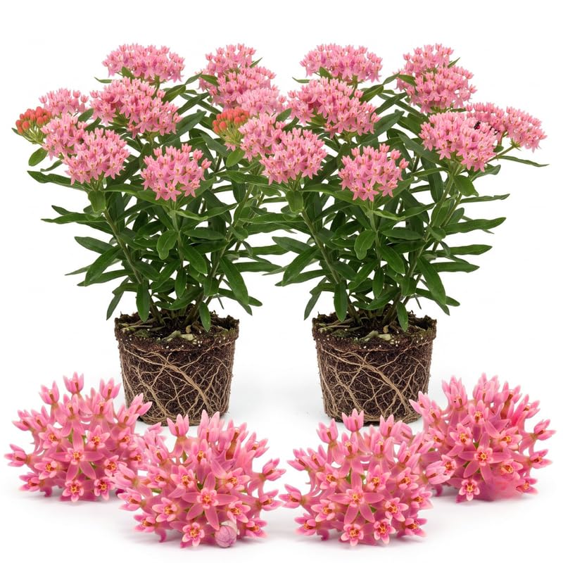 2 Pink Milkweed Live Plants, 3-6 Inch Tall