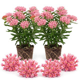 2 Pink Milkweed Live Plants, 3-6 Inch Tall