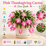 Pink Holiday Cactus Live Plant, Live Houseplant, 4-7 Inch Tall, 4 Inch Pot