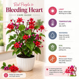 2 Red Purple Bleeding Heart Vine Live Plants, Flower Plant, 5-7 Inch Tall