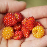 Yellow Salmonberry Plant Live, Berry Bush Plant, 6-8 Inch Tall, 5 Inch Pot