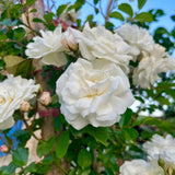 Climbing Rose Live Plant, Fragrant Rose Flower Plant, 2-3 Inch Tall