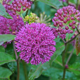 Set of 2 Purple Milkweed Live Plant 4-6" Tall