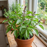 500 Thai Basil Seeds to Plant, Fresh Garden Seeds