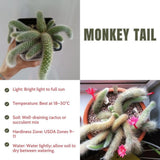 Rare Monkey Tail Cactus Live Plant in 2 Inch Pot