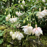 White Fuchsia Live Plant, 4-8 Inch Tall in 5 Inch Pot, Fushsia Flower Plant