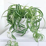Live Variegated Curly Spider Plant