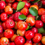 2 Barbados Cherry Fruit Trees Live Plants, Sweet Fruit Tree, 4-6 Inch Tall