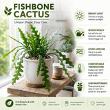 Fishbone Cactus Live Plant, Cactus Houseplant, 3-5 Inch Tall, 2 Inch Pot