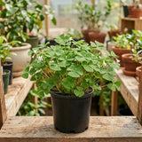 Green Shamrock Oxalis Plant Live, 4-7 Inch Tall, 3.5 Inch Pot