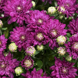 2 Purple Chrysanthemum Live Plants - 3-6 Inch Tall