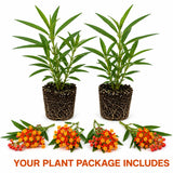 2 Tropical Milkweed Plants - 3-6" Tall