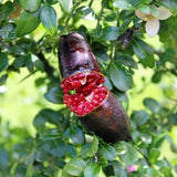 Red Finger Lime Live Tree, 1-2 Ft Tall, 3 Gallon Pot for Growing