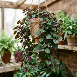 Purple Swedish Ivy Plectranthus Plant Live, 4-6 Inch Tall, 4 Inch Pot
