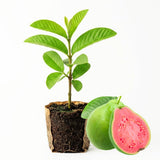 Pink Guava Tree Live Plant, Sweet Tropical Fruit, 6-10 Inches Tall