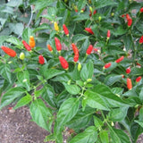 Red Chile Pequin Pepper Live Plant, Chili Plant, 4-7 Inch Tall, 4 Inch Pot