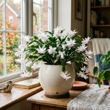 White Holiday Cactus Live Plant, Live Houseplant, 4-7 Inch Tall, 4 Inch Pot