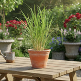 Lemongrass Live Plant, Outdoor Garden Herb Plant, 4-7 Inch Tall, 4 Inch Pot