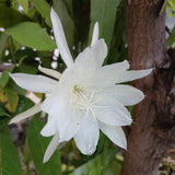 Night Blooming Cactus Plant, 4-6 Inch Tall, Fragrant White Cactus