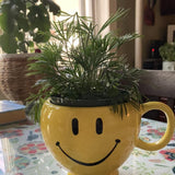Eyelash Fern Live Plant in 2 Inch Pot, Fern Plant 4-7" Tall