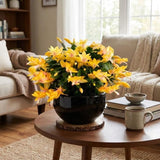 Yellow Christmas Cactus Live Plant, 3 Inch Pot, 2 Plants Per Pot