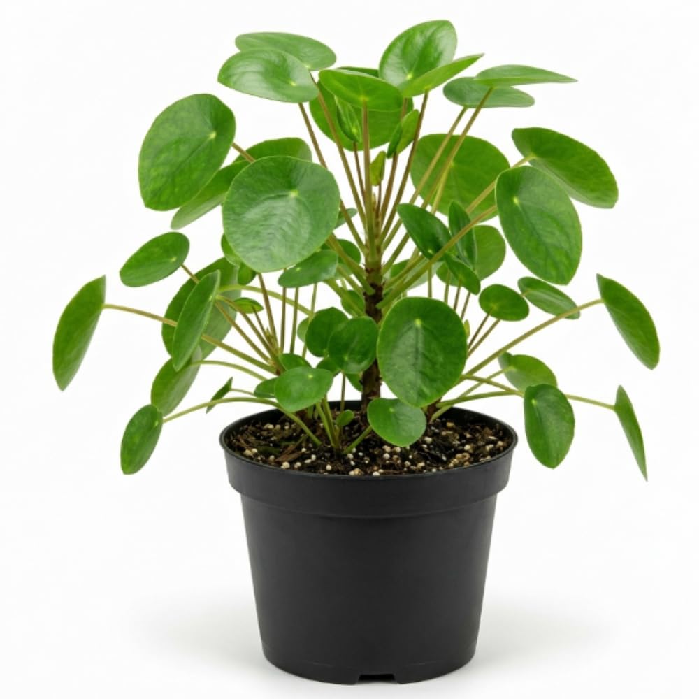 Money Plant Live in 6" Pot, Pilea Peperomioides Indoor Houseplant
