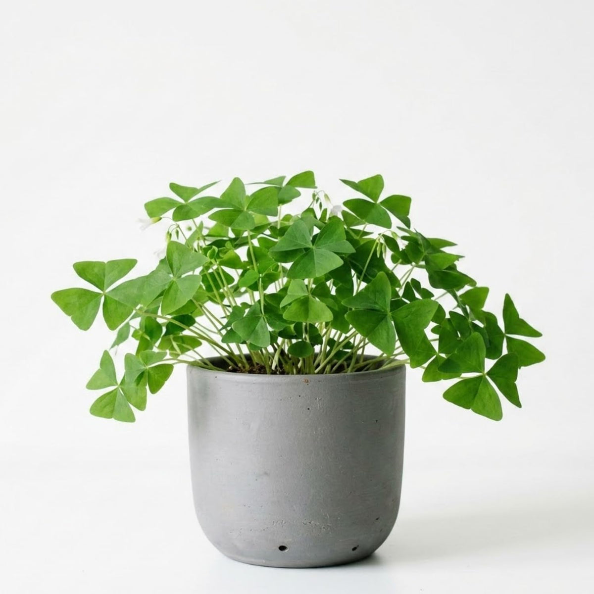 Green Shamrock Oxalis Live Plant, Trailing Indoor Houseplant, 3.5 Inch Pot