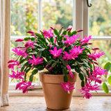 Holiday Cactus Live Plant, Rare Houseplant, 4-7 Inch Tall, 4 Inch Pot